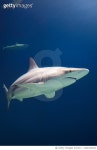 1202410344 | 게티이미지코리아 | reef sharks Royalty-Free 이미지
