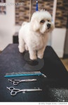 1202603640 | 게티이미지코리아 | Maltese dog at grooming salon Royalty-Free 이미지