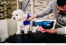 1202603997 | 게티이미지코리아 | Dog at grooming salon Royalty-Free 이미지