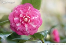 1194884877 | 게티이미지코리아 | The vibrant pink, spring flower of Camellia japonica lasonnambula Royalty-Free 이미지