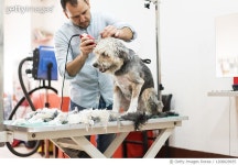 1208029935 | 게티이미지코리아 | Dog Grooming Royalty-Free 이미지