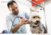 1208029937 | 게티이미지코리아 | Male Caucasian ethnicity pet groomer taking care of a dog in his Pet grooming salon. Royalty... 