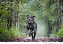 1207737068 | 게티이미지코리아 | Black Dog Running In A Forest Royalty-Free 이미지