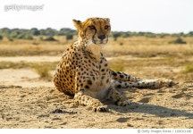 1206311180 | 게티이미지코리아 | Cheetah lying on ground Royalty-Free 이미지