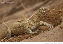 519857056 | 게티이미지코리아 | Nile Monitor Lizard, Varanus niloticus, searching for food by burrowing in Samburu, Kenya.... 