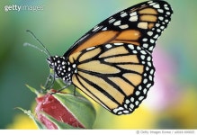 a0018-000025 | 게티이미지코리아 | Monarch butterfly (Danaus plexippus) on rosebud, close-up Royalty-Free 이미지