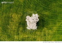 MBRF20003129 | 게티이미지코리아 | 충남 서산시 운산면 농협목장 Royalty-Free 이미지