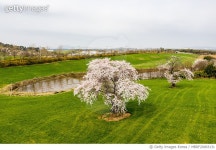 MBRF20003131 | 게티이미지코리아 | 충남 서산시 운산면 농협목장 Royalty-Free 이미지