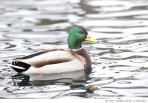 1209034925 | 게티이미지코리아 | Mallard Duck; Anas platyrhynchos Royalty-Free 이미지