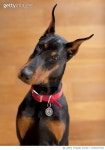 1013297166 | 게티이미지코리아 | A CURIOUS DOBERMAN PINCHER Royalty-Free 이미지