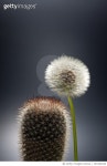 101546329 | 게티이미지코리아 | Cactus and dandelion Royalty-Free 이미지