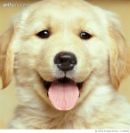 10180993 | 게티이미지코리아 | GOLDEN RETRIEVER PUPPY Royalty-Free 이미지