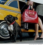 200013854-001 | 게티이미지코리아 | Mother helping daughter (4-6) out of taxi, dog standing on pavement Royalty-Free 이미지