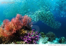 85699364 | 게티이미지코리아 | school over coral reef with gorgonian or seafan.  Misool, Raja Ampat, West Papua, Indonesia.... 