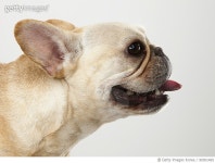 90301465 | 게티이미지코리아 | Tan French Bulldog Profile Royalty-Free 이미지