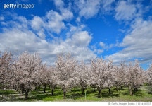 1214109707 | 게티이미지코리아 | Looking down rows of an almond orchard in blossom in Northern California under a blue clouded... 