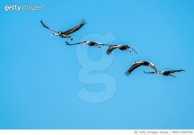 MBRF20005596 | 게티이미지코리아 | 창공을 나는 두루미 Royalty-Free 이미지