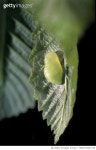 MBRF20007318 | 게티이미지코리아 | 귤빛부전나비,번데기,부전나비과,보호색,japonica lutea,Lycaenidae,pupa Royalty-Free 이미지