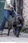 1218826168 | 게티이미지코리아 | Portrait of pedigree pure breed dog Royalty-Free 이미지