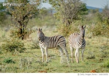 1068158350 | 게티이미지코리아 | Two zebras looking at camera Royalty-Free 이미지