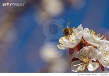 1224392548 | 게티이미지코리아 | bee on fruit tree blossom in spring Royalty-Free 이미지