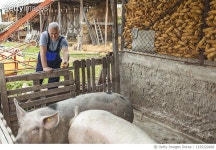 1225322468 | 게티이미지코리아 | Just a pigs life on a farm Royalty-Free 이미지