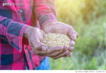 1224957741 | 게티이미지코리아 | Organic paddy in the hand Royalty-Free 이미지