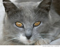 1224597004 | 게티이미지코리아 | Close up of British Shorthair, Adelia María, Argentina Royalty-Free 이미지