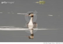 MBRF20011718 | 게티이미지코리아 | VH510 뿔논병아리의 유영 Royalty-Free 이미지