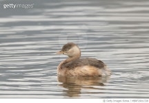 MBRF20011728 | 게티이미지코리아 | VH510 논병아리의 유영 Royalty-Free 이미지