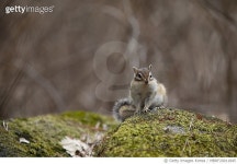 MBRF20011845 | 게티이미지코리아 | VH584 구미 산동참생태숲 다람쥐.촬영일20년2월29일 Royalty-Free 이미지