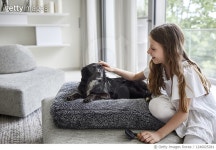 1246025281 | 게티이미지코리아 | Girl caring for dog in living room at home Royalty-Free 이미지