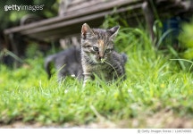 1249749965 | 게티이미지코리아 | gatto Royalty-Free 이미지