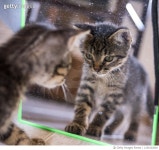 1251022004 | 게티이미지코리아 | gatto che gioca Royalty-Free 이미지