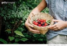 1248735913 | 게티이미지코리아 | Woman collecting fresh berries Royalty-Free 이미지