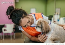 1255615629 | 게티이미지코리아 | dog grooming Royalty-Free 이미지