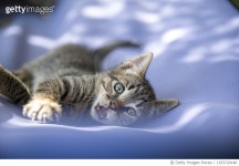 1253720146 | 게티이미지코리아 | gatto Royalty-Free 이미지