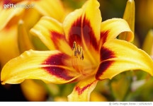 1255261615 | 게티이미지코리아 | Bright Daylily Royalty-Free 이미지
