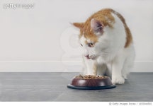 1255944565 | 게티이미지코리아 | Front view of tabby cat beside a food dish, Neu-Ulm, Germany Royalty-Free 이미지