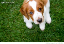1255955965 | 게티이미지코리아 | Springer Spaniel puppy in close up Royalty-Free 이미지