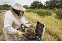 1262680035 | 게티이미지코리아 | Rural and natural beekeeper, working to collect honey from hives Royalty-Free 이미지