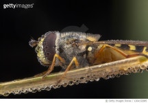 1264132985 | 게티이미지코리아 | Little bee with lots of raindrops Royalty-Free 이미지