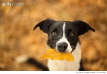 1271814841 | 게티이미지코리아 | Close-Up Portrait Of Puppy Royalty-Free 이미지