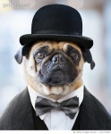 1271737240 | 게티이미지코리아 | Dog wearing bowler hat and suit, pug life Royalty-Free 이미지