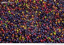 1279199266 | 게티이미지코리아 | Raw Coffee Bean Royalty-Free 이미지