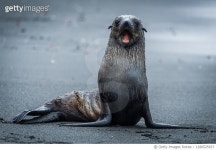 1280525937 | 게티이미지코리아 | Close-up of seal on rock at beach,Antarctica Royalty-Free 이미지
