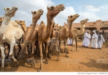 주식회사 더팩(The-pack co.,Ltd) | 653886250 | 게티이미지코리아 | Camels in a pack Royalty-Free 이미지