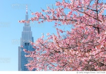 647770286 | 게티이미지코리아 | Shinjuku Spring Royalty-Free 이미지