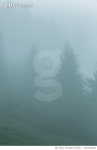 1283466220 | 게티이미지코리아 | Nebel im Wald Royalty-Free 이미지