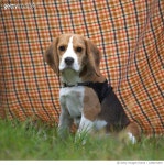 1286191057 | 게티이미지코리아 | Portrait of cute beagle puppy looking at camera Royalty-Free 이미지